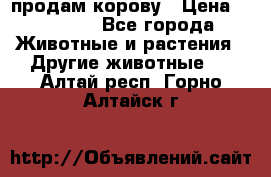 продам корову › Цена ­ 70 000 - Все города Животные и растения » Другие животные   . Алтай респ.,Горно-Алтайск г.